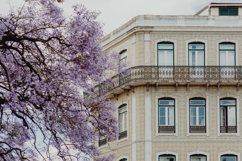 lisbon, june, pink color, window, nature, freshness, day, portugal, building, cherry blossom, architecture, growth, sky, building exterior, no people, built structure