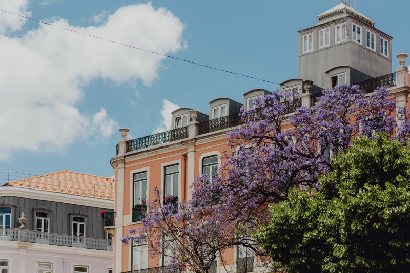 flowering plant, city, june, Europe, flower, residential district, springtime, cloud - sky, buildings, low angle view, built structure, colorful, day, sky