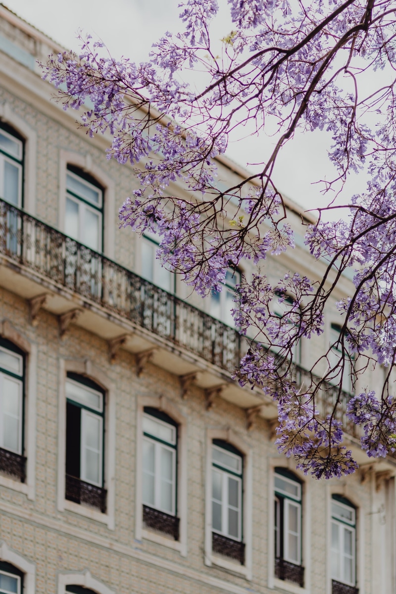flowering plant, architecture, portugal, flower, day, no people, building exterior, tree, facade, cityscape, beauty in nature, cherry tree, colorful, town
