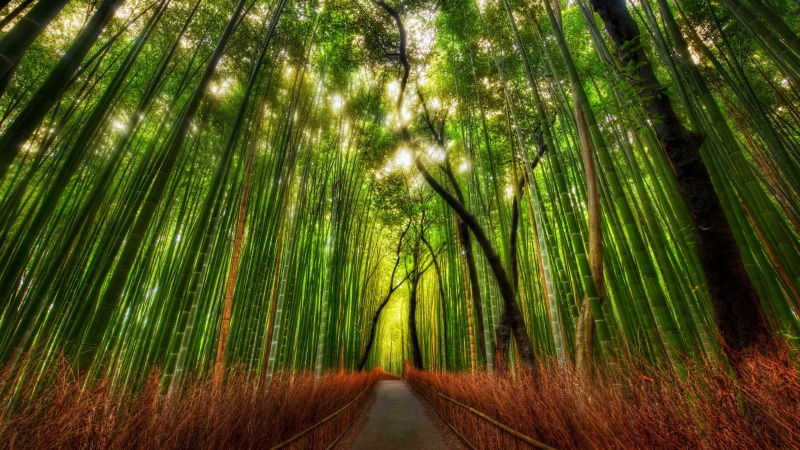growth, forest, green color, the way forward, bamboo grove, direction, tranquil scene, trees, plant, nature, woodland, 4K, bamboo - plant, no people, palm leaf