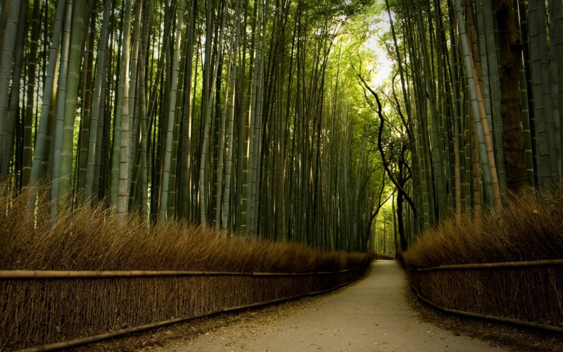 path, the way forward, tranquil scene, no people, road, tree trunk, nature, plant, woodland, beauty in nature, bamboo grove, bamboo, bamboo - plant, day