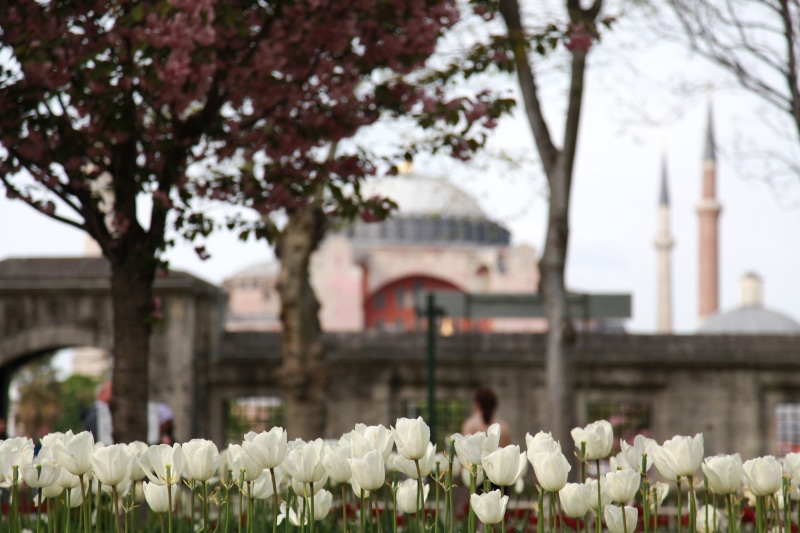 hagia sophia istanbul old city, vulnerability, flora, no people, freshness, flower head, beauty in nature, springtime, park, flowerbed, blossom, building