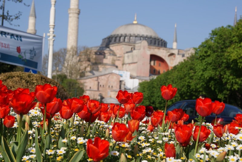 sky, fragility, travel destinations, architecture, beauty in nature, turkey, hagia sophia museum, flower, flowers, dome, vulnerability, 4K, religion, tulips
