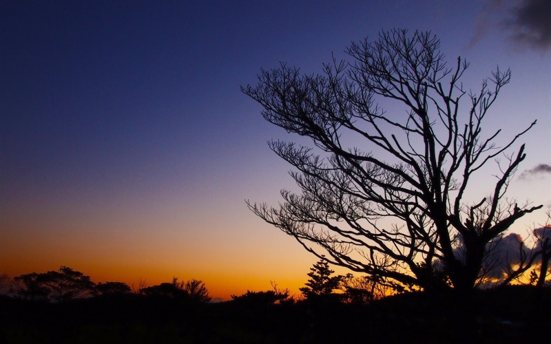environment, sky, sunset, branch, non-urban scene, copy space, bare tree, idyllic, scenery, silhouette, plant, 1080P, jeju, no people, dusk, tree, travel