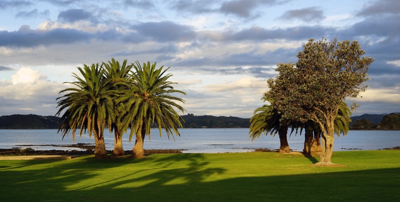 summer, landscape, scenics - nature, water, palm trees, golf, beach, north island, day, tranquility, green color, bay, golf Course, scenics, nature, outdoors