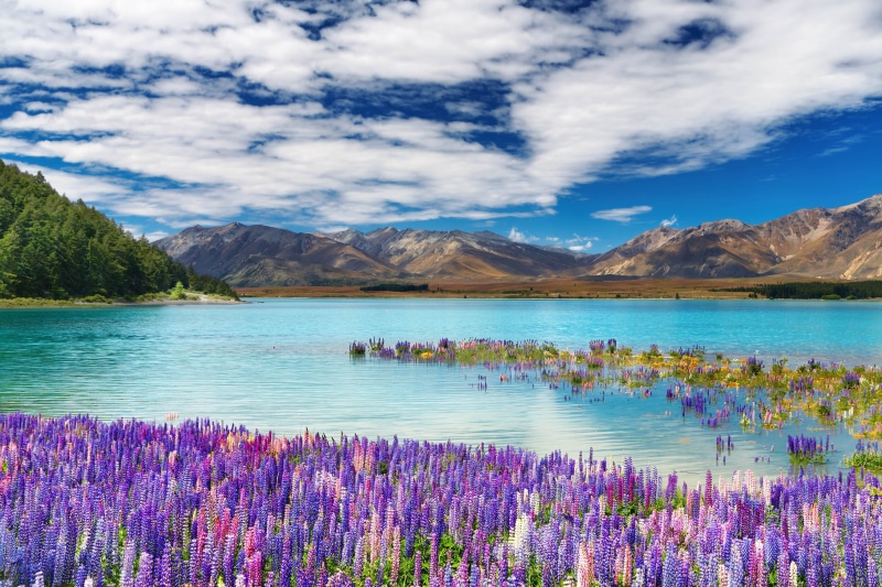 town, no people, flowers, beautiful, sky, spring, water, day, tranquility, south, mountains, purple, beauty in nature, land, 4K, plant, nature, lake, hd
