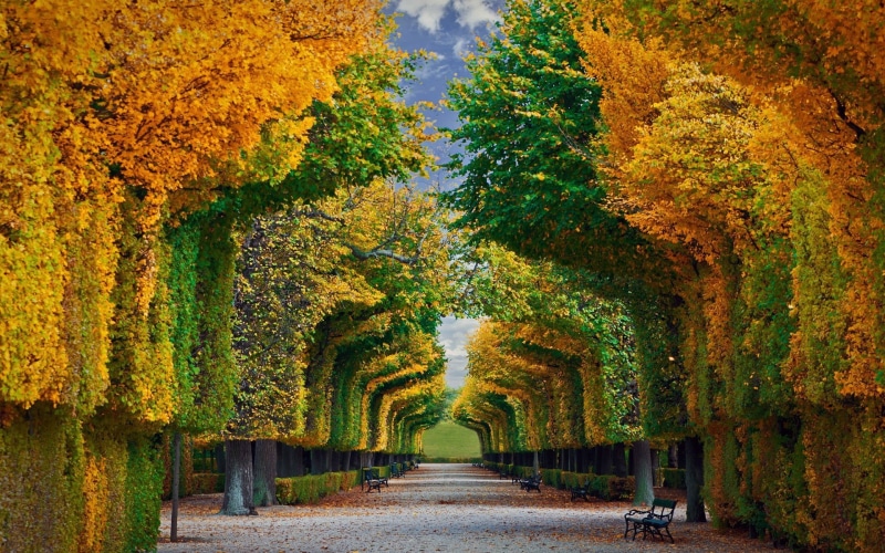 Garden, Man Made, Tree, Foliage, Fall, 1080P, Austria, Schonbrunn Palace Gardens, Vienna