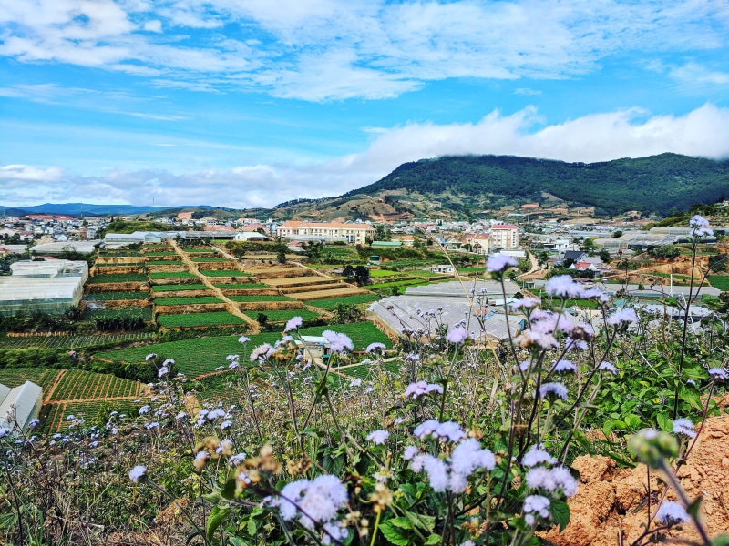 residential district, day, flower, no people, growth, beauty in nature, land, townscape, field, outdoors, vietnam, plant, landscape, building, mountain