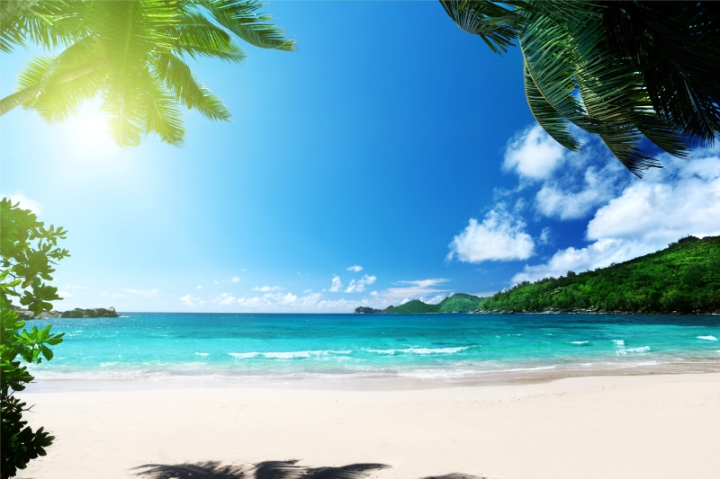 palms, sunshine, tropical, 5K, sea, summer, paradise, ocean, beach