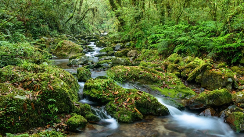 outdoors, forest, wilderness, 4K, waterfall, falling water, motion, green forest, long exposure, stream, growth, scenics - nature, old growth forest, green color