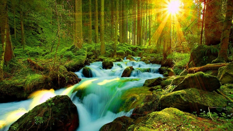 creek, beauty in nature, motion, tree, flowing water, scenics - nature, sunshine, woodland, nature, stream - flowing water, tranquility, 1080P, green color