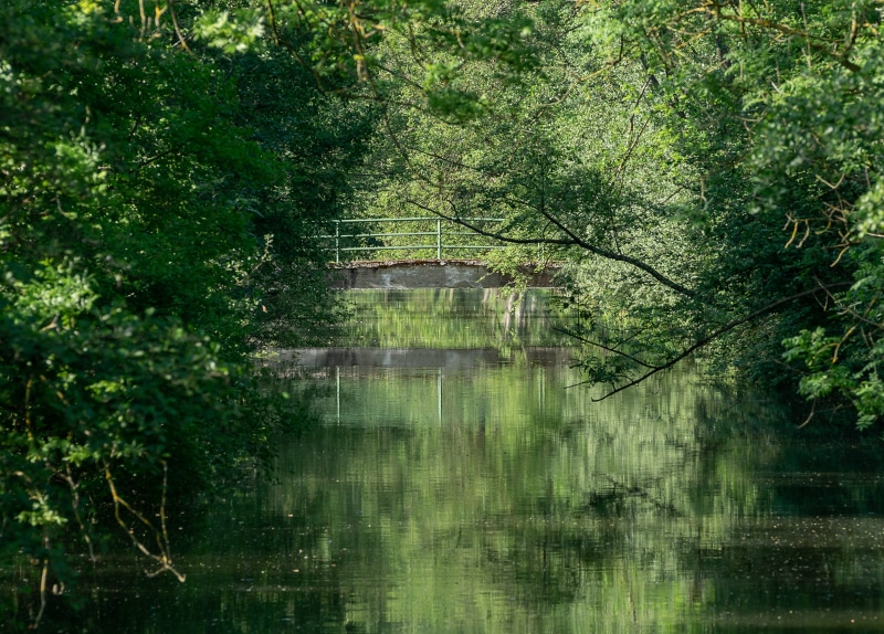 baden württemberg, scenics - nature, no people, idyllic, summer, wooded, tranquil scene, tranquility, reflection, rainforest, outdoors, rural, plant, river
