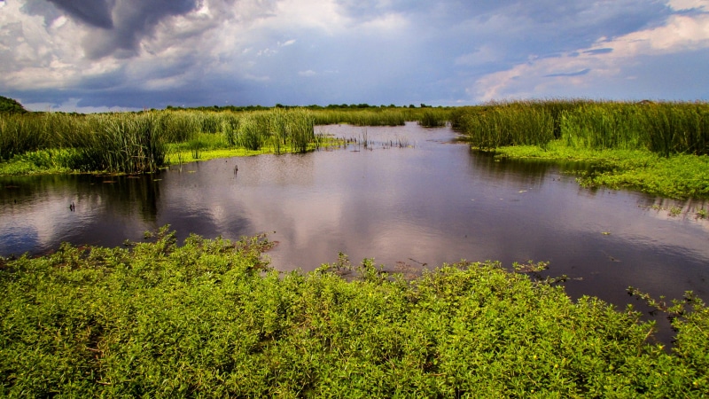 environment, 2K, tree, brazoria national wildlife refuge, grass, lake, reflection, non-urban scene, scenics - nature, united states, tranquil scene, plant