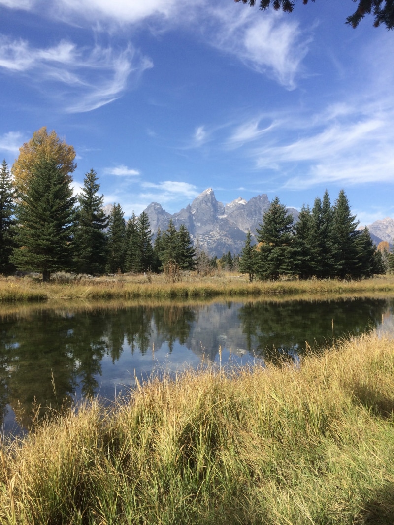 pine, growth, day, mountain, pond, lake, fir, grass, water, outdoors, cloud - sky, jackson hole, tree, non-urban scene, wilderness, nature, united states