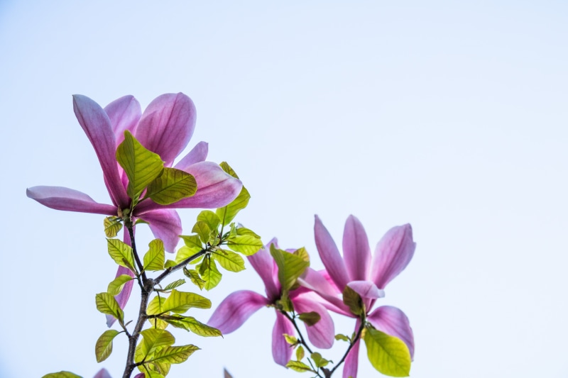 petaled, 5K, lens, aperture, leaf, pink Color, state, exif, flower, close up, country, model, 760d, petal, col, canon eos, flowers, s18, ef, focal_length