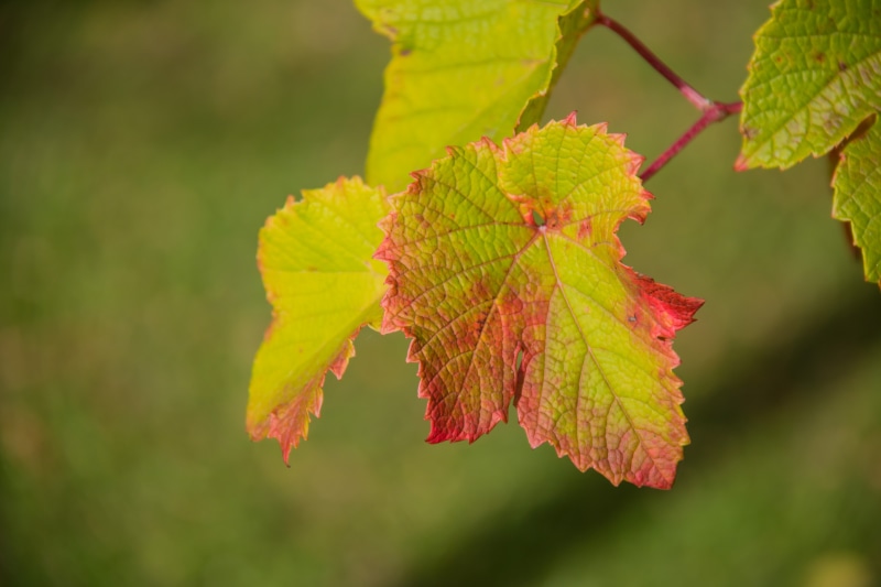 country, nature, leaf, aperture, green Color, exif, city, s18, Botaniska trädgården, model, red, canon eos, plant, forest, Autumn leaves, ƒ / 5, canon