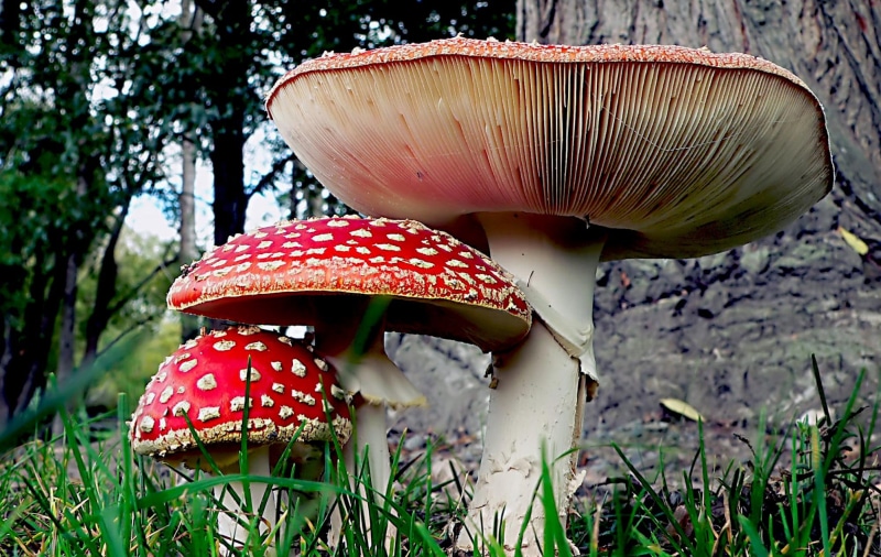 near, toadstool, photos, tree, flickr, nature, CC0, two, autumn, poisonous, forest, Red, Mushroom, Public Domain, small, mushrooms, close-up, large, lover