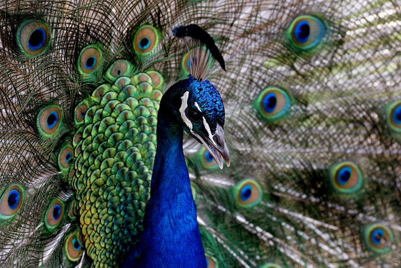 animal, Geo-Tagged, Best, Explored, flickr, Peacock, multi Colored, cristatus, nature, photo, photos, tail, male Animal, Pavo cristatus, Dedication, close-up