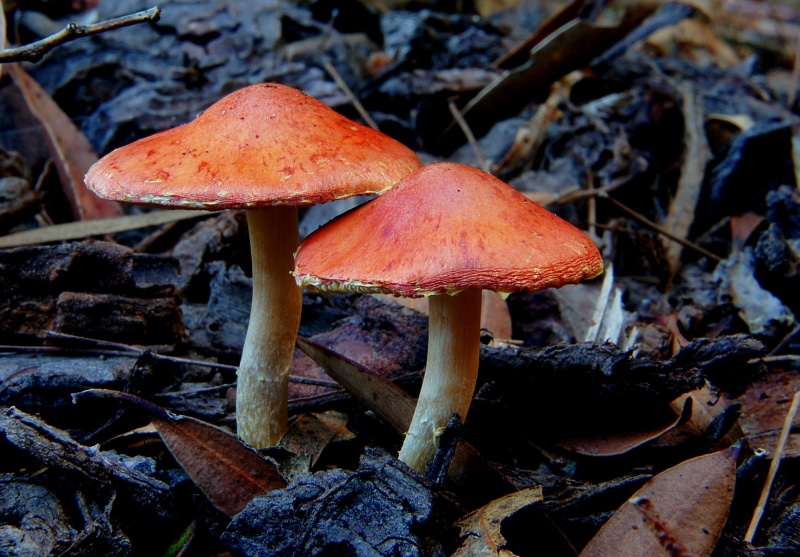 Fungi, mushroom, food, autumn, flickr, toxic Substance, cap, Redlead, CC0, brown, Leratiomyces ceres, forest, plant, Geo-Tagged, close-up, selective focus