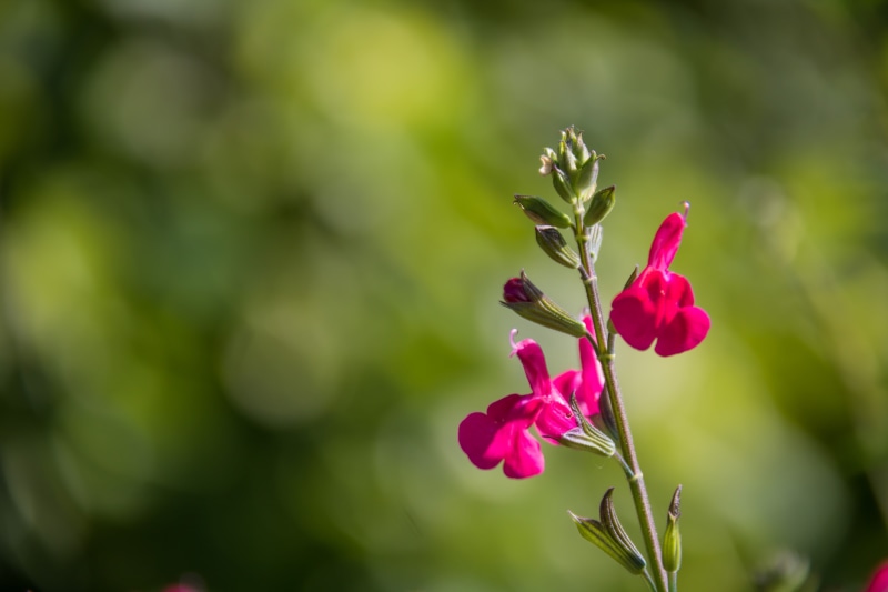 close-up, canon, flower, ef, close, Salvia, state, petal, ƒ / 5, Botaniska trädgården, plant, photography, 760d, 5K, close up photography, iso_speed, f/3.5