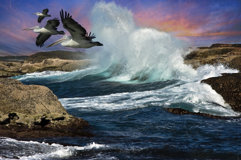 seawaves, Seascape, National Park, Shots, geo, sea, water, 4K, National  Park, Australia, Pelicans, Top, flying, Pelecanus conspicillatus, blue sky, wave