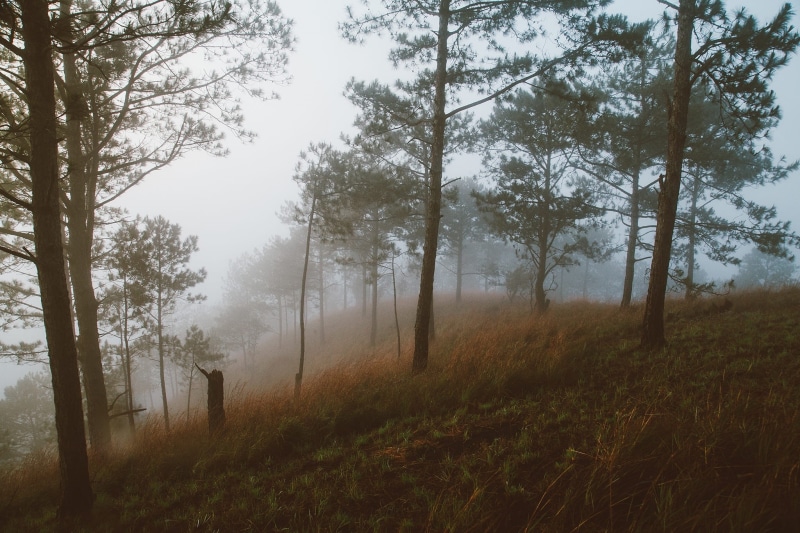 honbo, tree trunk, 1080P, hazy, plant, scenics - nature, day, nature, non-urban scene, tree, land, no people, fog, landscape, environment, grass, Da Lat