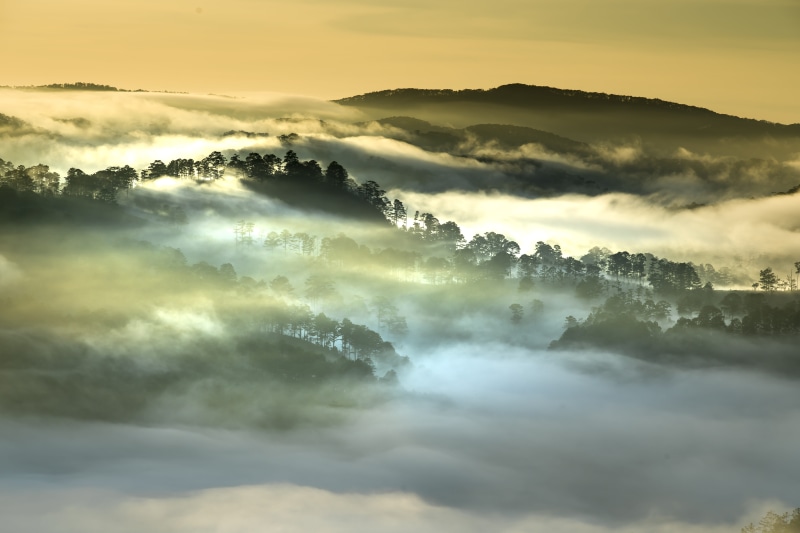 vegetables, road, most, paradise, environment, forest, travel, beauty in nature, wild, morning, magic, foggy, scenics - nature, sunrise - dawn, no people