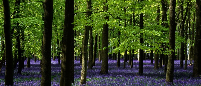 colorful, path, tranquil, nature, quintessentially english, England, Hertfordshire, provia, photograph, blue  bells, country, geotagged, photo, English