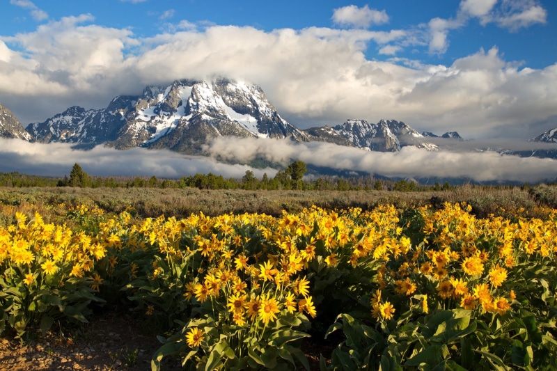 gray, Grand Teton National Park, Mount Moran, moran, Wyoming, flowers, Rocky Mountain, mount, clouds, mountains, 1080P, grass, Grand Teton, rocky, mountain