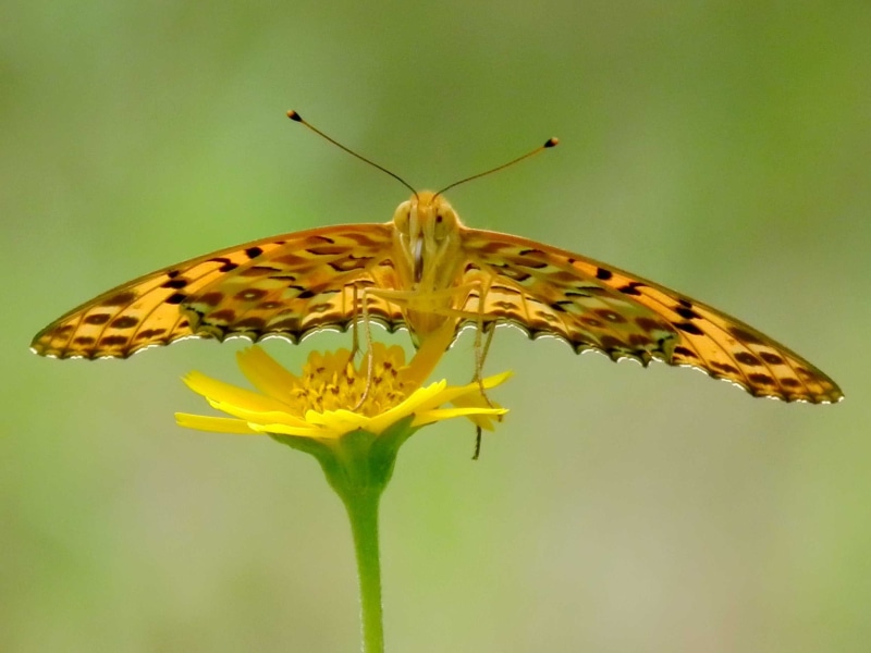 Tai Po Kau, animal Wing, Hong Kong, Head On, beauty In Nature, lat, multi Colored, 1080P, macro, lon, yellow, wildlife, butterfly - Insect, geotagged