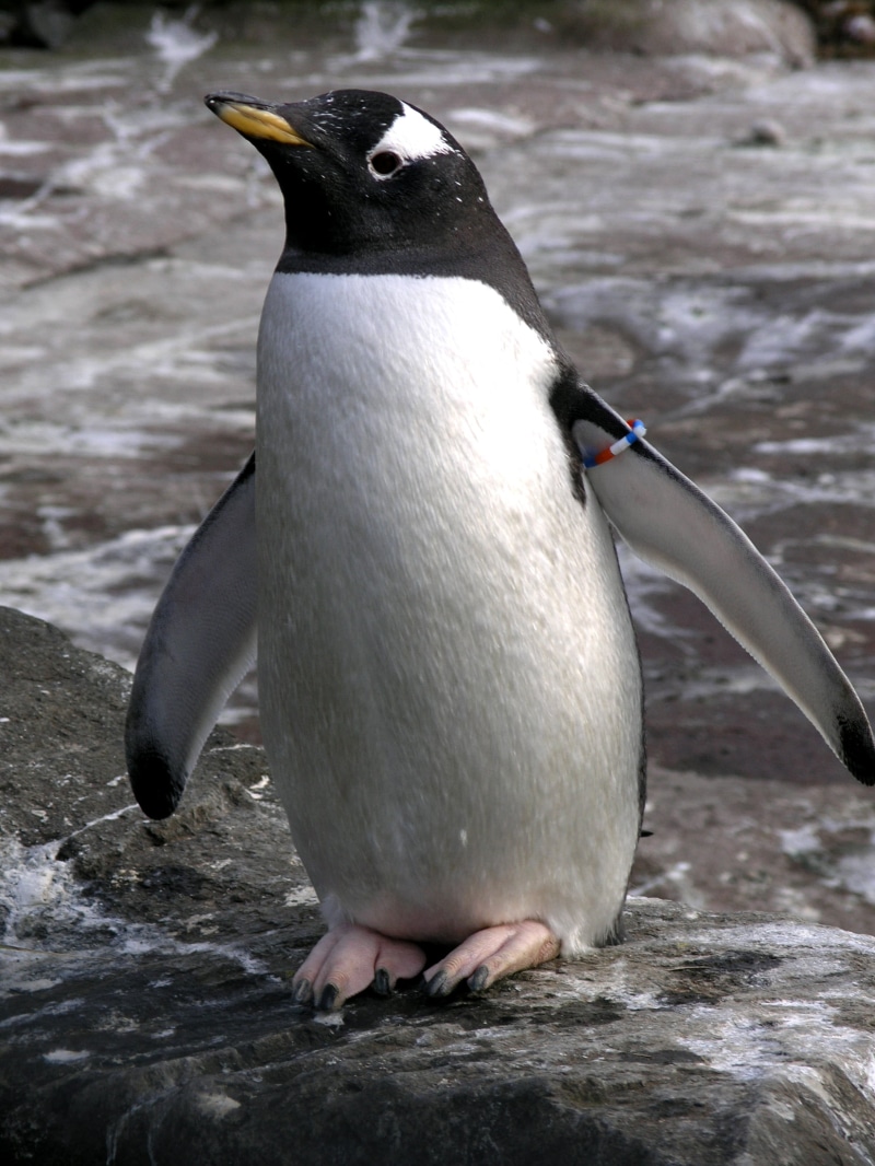 antarctica, daytime, animals In The Wild, south Pole, gentoo penguin, lon, geotagged, lat, penguin, water, wildlife, sea, close, nature, 2K, animal, close-up