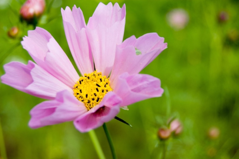 summer, beauty In Nature, lat, geo, Seashell, lon, Nkon, Cosmos, flower, petaled, close, nature, photography, D40, plant, geotagged, close up photography