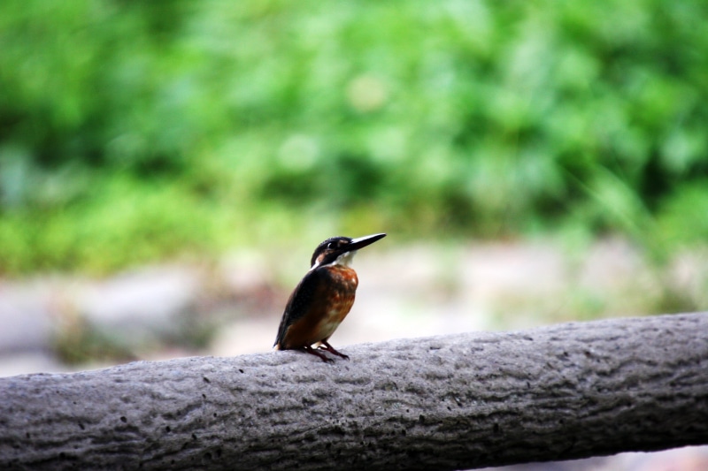 animal, beak, wildlife, tokyo  japan, gray tree, black bird, lon, animals In The Wild, gray, log, nature, bird, bird Watching, black, 1080P, brown, geo