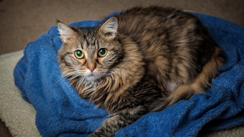 blanket, Picture, domestic Cat, United States, Kitten, textile, Furry, pea, long, lon, Sweet Pea, cute, Pet Photography, brown, blue, fur, Portrait, USA