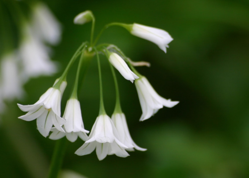 cornered, green Color, 1080P, delicate, 300D, nature, lat, Allium, close-up, onion, leek, geotagged, petaled, snowdrop, flower, flower  flower, spring