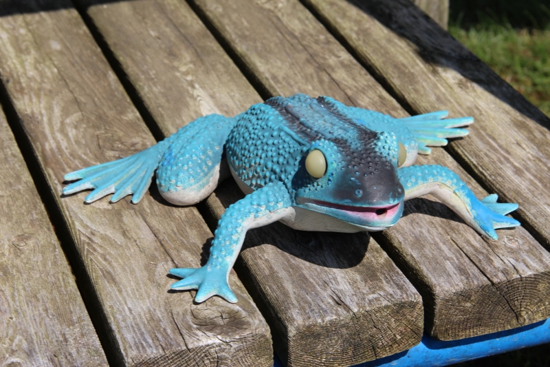 turquoise colored, bench, reptile, wood - material, plank, high angle view, lon, outdoors, wood, day, no people, focus on foreground, animal representation