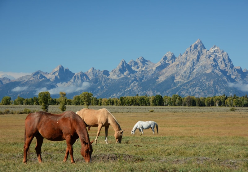 scenic, grasses, near, animals in the wild, tourist attraction, nature, scenics - nature, grand teton national park, no people, mountains, graze, horses