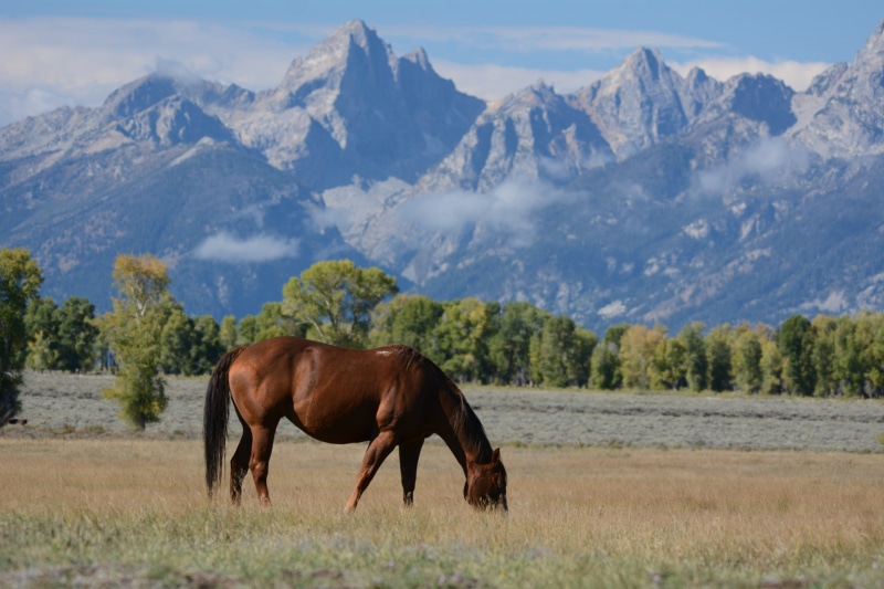 brown, pets, nature, scenery, wyoming, vertebrate, one animal, 2K, background, trees, clouds, high mountains, animal themes, field, scenic, animal wildlife
