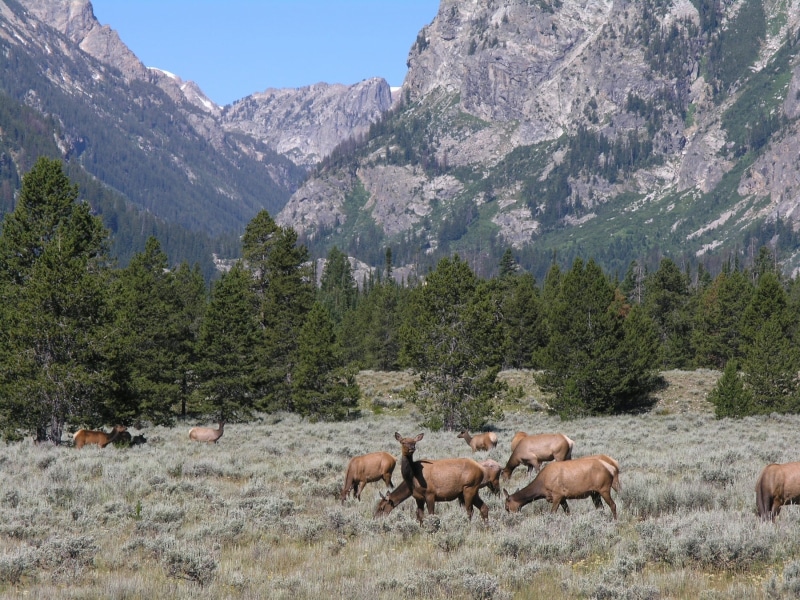 mountains, animal, outdoors, herbivorous, beauty in nature, wilderness, group of animals, land, grazing, domestic animals, animals, mountain, usa, landscape