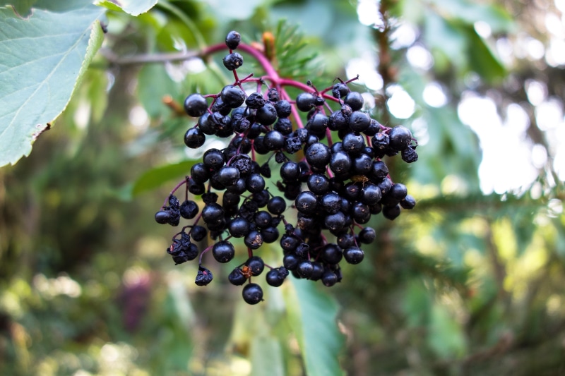 holler berries, holler, elder, wellbeing, close-up, outdoors, growth, focus on foreground, grape, winemaking, food and drink, 5K, agriculture, close up