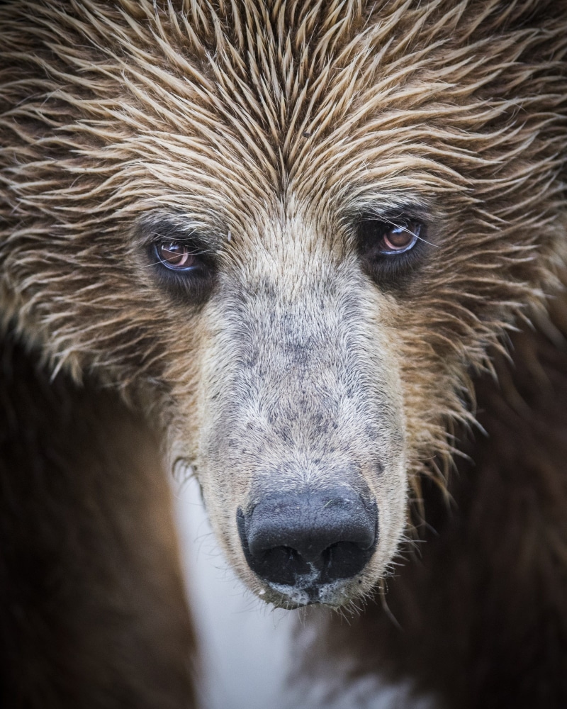 animals in the wild, looking, looking at camera, day, big, animal body part, animal eye, grizzly, face, outdoors, alaska, head, hunter, 2K, one animal