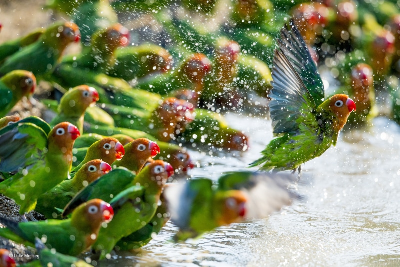 Lilians Lovebirds (Agapornis Lilianae) Bathe In South Luangwa NP, 2K, Zambia