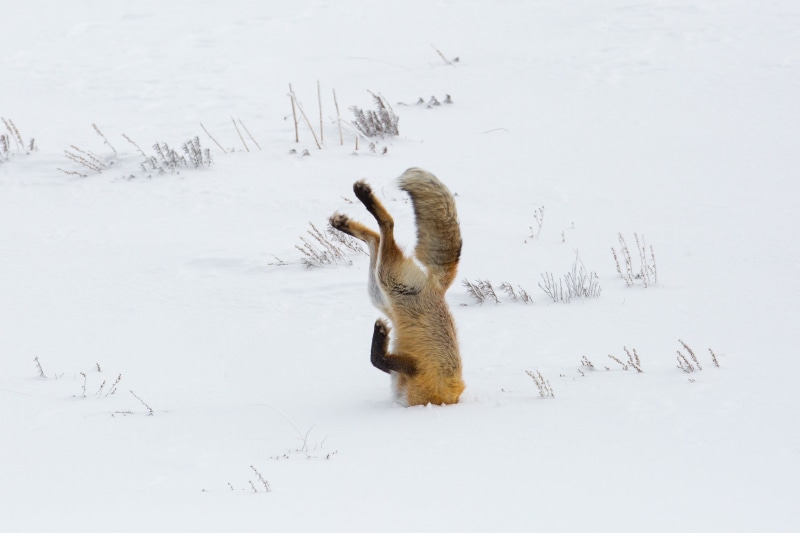 animals in the wild, animal wildlife, jumping, fox, white color, beauty in nature, wild, predator, animal, field, yellowstone national park, carnivore
