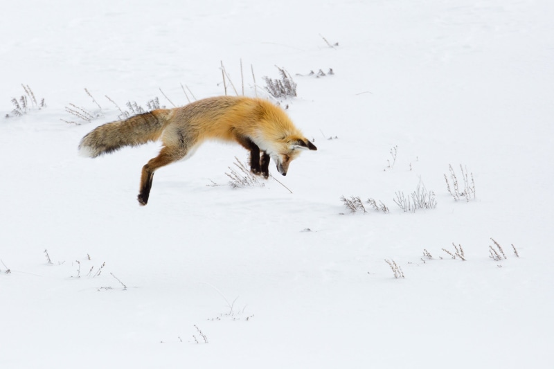 watchful, snow, yellowstone national park, hunter, carnivore, 2K, predator, red, white color, canine, wilderness, usa, wild, dog, no people, wyoming, cold temperature