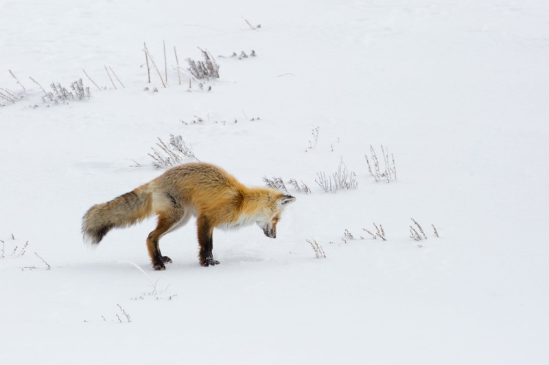 no people, nps, hunter, fox, carnivore, beauty in nature, snow, field, usa, animals in the wild, yellowstone national park, red, winter, outdoors, land