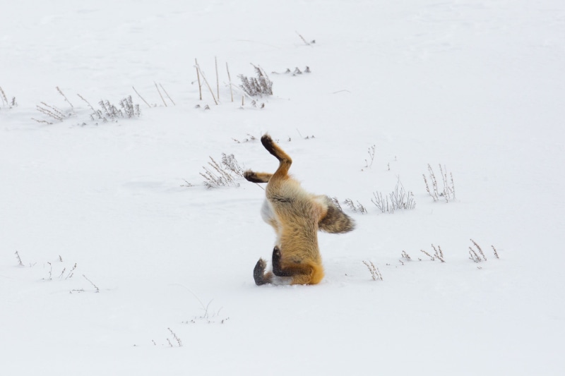 predator, fox, 2K, one animal, hunting, no people, usa, winter, snow, animals in the wild, white color, wild, hunter, cold temperature, vertebrate, beauty in nature