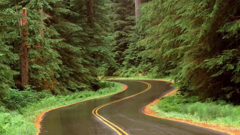 olympic, rain, forest, 1080P, winding, nature and landscapes, washington, road, np