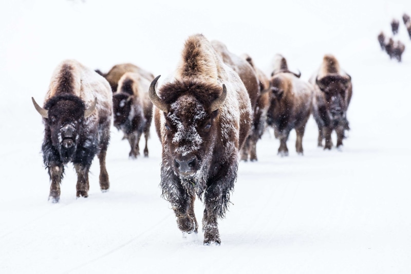 domestic, wildlife, walking, no people, nature, land, winter large, mammal, cold, snowing, winter, survival, field, wyoming, 2K, extreme weather, animal