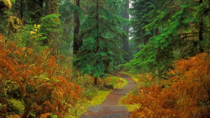 autumn, forest, evergreens, nature and landscapes, trail, washington, river, olympic, 1080P, quinault, np