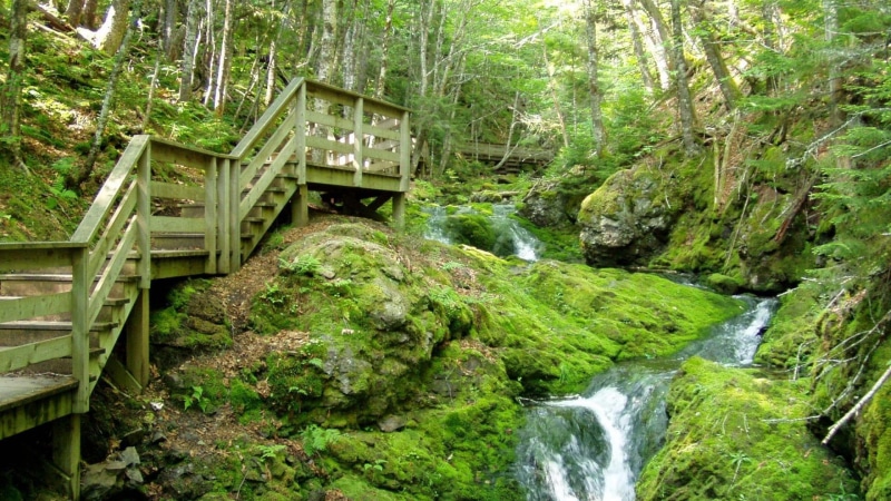 mountain, nature and landscapes, np, fundy, forest, stairs, 1080P, canada, falls